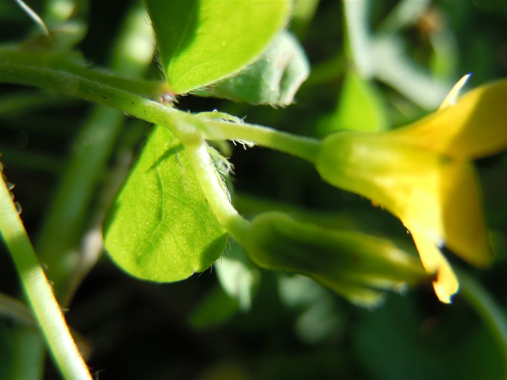 Oxalis corniculata